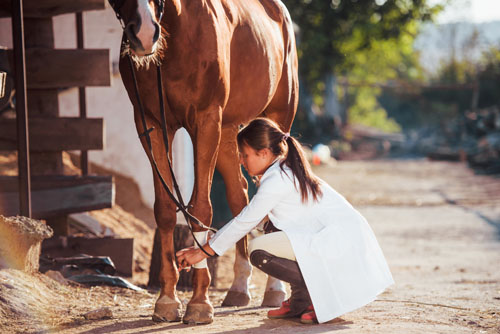 Doctor examining horses legs