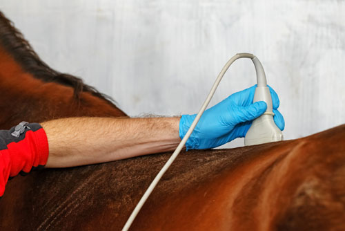 Horse getting an ultrasound